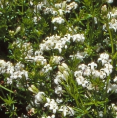 Asperula gunnii (Mountain Woodruff) at Namadgi National Park - 16 Dec 2003 by BettyDonWood