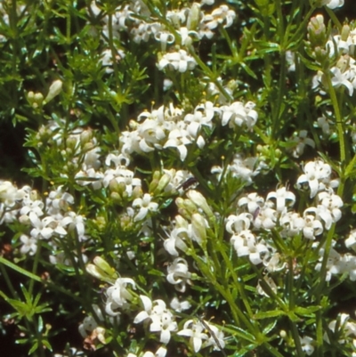 Asperula gunnii (Mountain Woodruff) at Namadgi National Park - 17 Dec 2003 by BettyDonWood