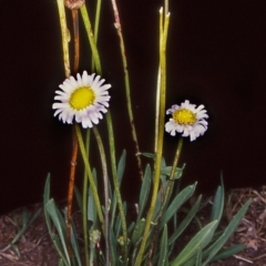 Brachyscome scapigera (Tufted Daisy) at Namadgi National Park - 28 Jan 2005 by BettyDonWood