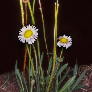 Brachyscome scapigera at Namadgi National Park - 29 Jan 2005 12:00 AM