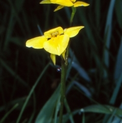 Diuris monticola (Highland Golden Moths) at Namadgi National Park - 17 Dec 2003 by BettyDonWood