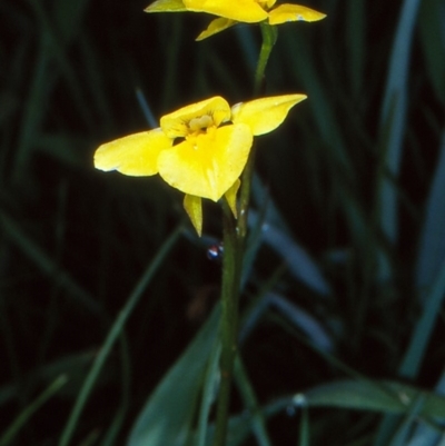 Diuris monticola (Highland Golden Moths) at Namadgi National Park - 17 Dec 2003 by BettyDonWood