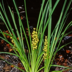 Lomandra filiformis subsp. filiformis at Namadgi National Park - 17 Dec 2003 12:00 AM