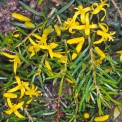 Persoonia chamaepeuce (Dwarf Geebung) at Namadgi National Park - 28 Jan 2005 by BettyDonWood