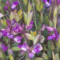 Polygala japonica (Dwarf Milkwort) at Namadgi National Park - 21 Nov 2004 by BettyDonWood