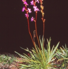 Stylidium armeria subsp. armeria (thrift trigger plant) at Namadgi National Park - 29 Jan 2005 by BettyDonWood