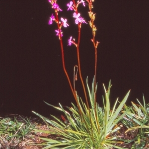 Stylidium armeria subsp. armeria at Namadgi National Park - 29 Jan 2005 12:00 AM