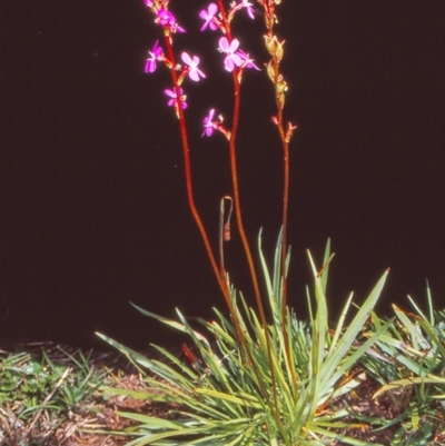 Stylidium armeria subsp. armeria (Trigger Plant) at Namadgi National Park - 28 Jan 2005 by BettyDonWood