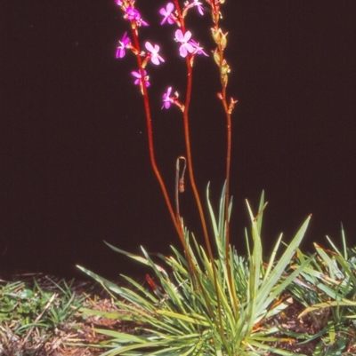 Stylidium armeria subsp. armeria (thrift trigger plant) at Namadgi National Park - 29 Jan 2005 by BettyDonWood