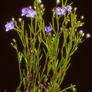 Veronica gracilis at Namadgi National Park - 27 Dec 2004