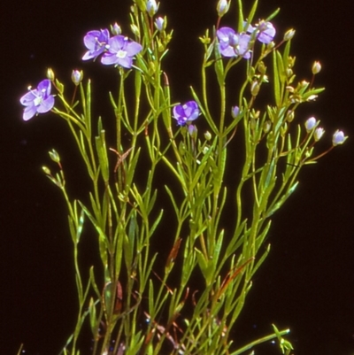 Veronica gracilis (Slender Speedwell) at Namadgi National Park - 26 Dec 2004 by BettyDonWood