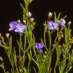 Veronica gracilis at Namadgi National Park - 27 Dec 2004