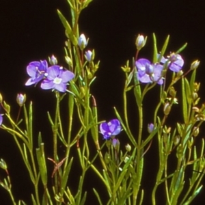 Veronica gracilis at Namadgi National Park - 27 Dec 2004 12:00 AM