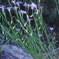 Wahlenbergia stricta subsp. stricta (Tall Bluebell) at Namadgi National Park - 16 Dec 2003 by BettyDonWood