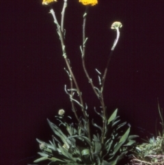 Craspedia crocata (Crimson Billy Buttons) at Namadgi National Park - 22 Nov 2004 by BettyDonWood