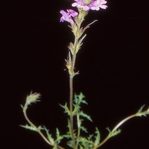 Euphrasia caudata at Namadgi National Park - 17 Jan 2005