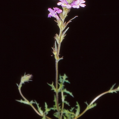 Euphrasia caudata (Tailed Eyebright) at Namadgi National Park - 16 Jan 2005 by BettyDonWood