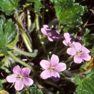 Geranium antrorsum at Namadgi National Park - 22 Nov 2004 12:00 AM