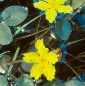 Nymphoides geminata at Namadgi National Park - 22 Nov 2004