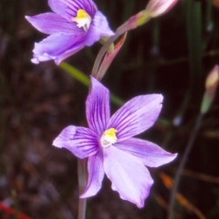 Thelymitra cyanea (Veined Sun Orchid) at Namadgi National Park - 16 Jan 2005 by BettyDonWood