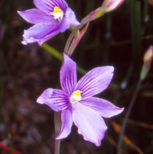 Thelymitra cyanea at Namadgi National Park - suppressed