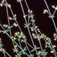 Galium ciliare subsp. ciliare at Namadgi National Park - 22 Nov 2004 by BettyDonWood