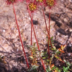 Acaena novae-zelandiae at Gibraltar Pines - 16 Dec 2004