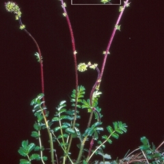 Acaena x anserovina (Hybrid Burr) at Gibraltar Pines - 15 Dec 2004 by BettyDonWood