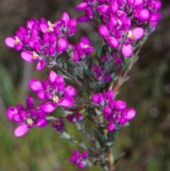 Comesperma retusum (Mountain Milkwort) at Gibraltar Pines - 16 Dec 2004 by BettyDonWood