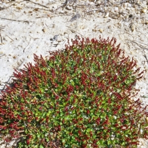 Gonocarpus micranthus subsp. micranthus at Gibraltar Pines - 16 Dec 2004