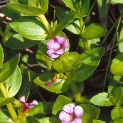 Gratiola peruviana (Australian Brooklime) at Gibraltar Pines - 15 Dec 2004 by BettyDonWood