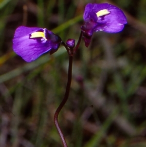 Utricularia dichotoma at Gibraltar Pines - 16 Dec 2004