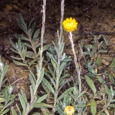 Coronidium monticola (Mountain Button Everlasting) at Namadgi National Park - 16 Jan 2005 by BettyDonWood