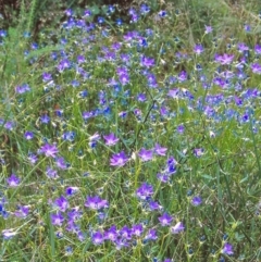 Wahlenbergia stricta subsp. stricta (Tall Bluebell) at Namadgi National Park - 17 Jan 2005 by BettyDonWood