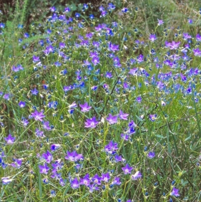 Wahlenbergia stricta subsp. stricta (Tall Bluebell) at Namadgi National Park - 16 Jan 2005 by BettyDonWood