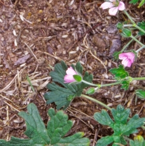 Geranium potentilloides var. potentilloides at Gibraltar Pines - 2 Feb 2004