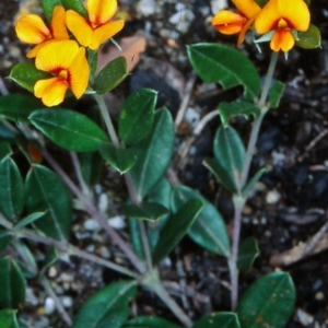 Podolobium alpestre at Namadgi National Park - 6 Dec 2004