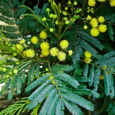 Acacia parramattensis (Parramatta Green Wattle) at Paddys River, ACT - 27 Dec 2004 by BettyDonWood