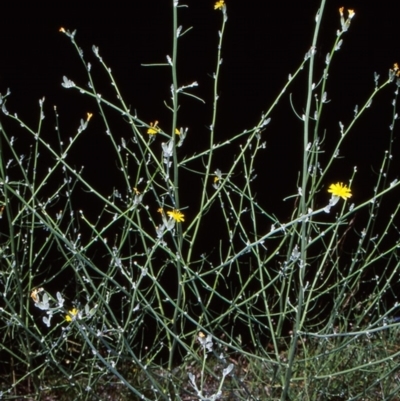 Chondrilla juncea (Skeleton Weed) at Paddys River, ACT - 16 Dec 2004 by BettyDonWood