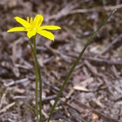 Tricoryne elatior (Yellow Rush Lily) at Paddys River, ACT - 26 Dec 2004 by BettyDonWood