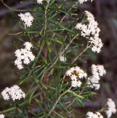 Ozothamnus thyrsoideus (Sticky Everlasting) at Namadgi National Park - 6 Dec 2004 by BettyDonWood