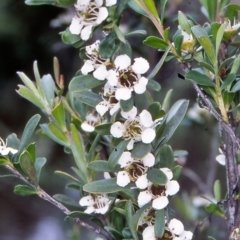 Leptospermum obovatum (River Tea Tree) at Namadgi National Park - 14 Dec 2004 by BettyDonWood