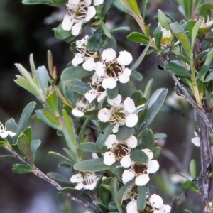 Leptospermum obovatum at Namadgi National Park - 14 Dec 2004