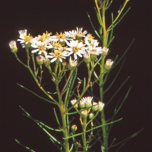 Olearia glandulosa at Namadgi National Park - 22 Jan 2005