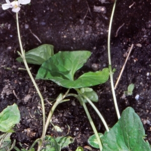 Viola caleyana at Namadgi National Park - 8 Nov 2004