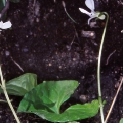 Viola caleyana at Namadgi National Park - 8 Nov 2004 12:00 AM