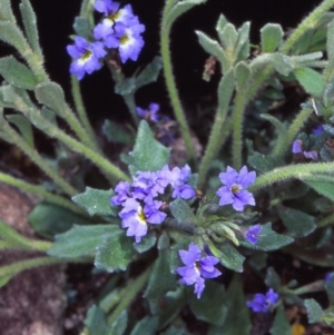 Dampiera fusca at Namadgi National Park - 6 Dec 2004