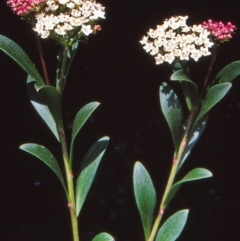 Platysace lanceolata (Shrubby Platysace) at Namadgi National Park - 7 Jan 2005 by BettyDonWood