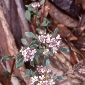 Poranthera microphylla at Namadgi National Park - 30 Oct 2004 12:00 AM