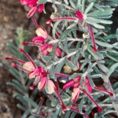 Grevillea lanigera (Woolly Grevillea) at Namadgi National Park - 7 Nov 2004 by BettyDonWood